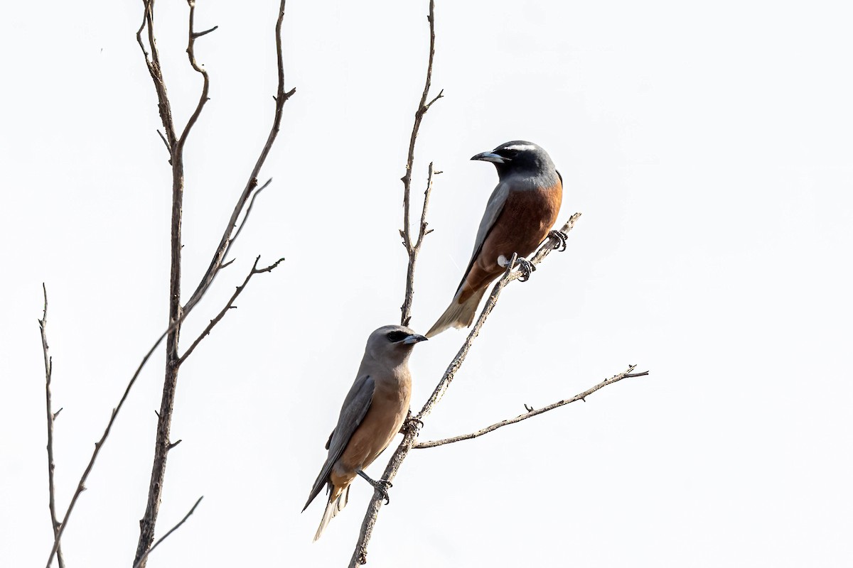 White-browed Woodswallow - ML644633714