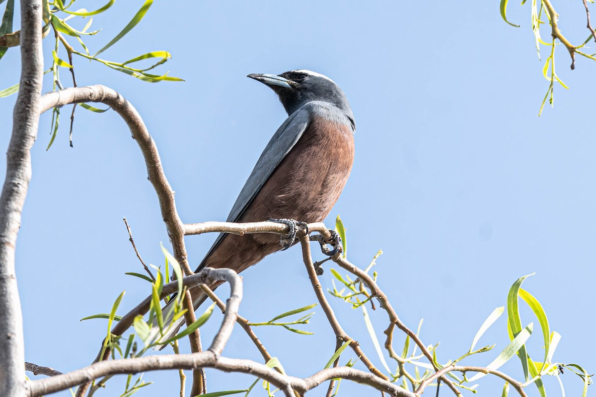 White-browed Woodswallow - ML644633715