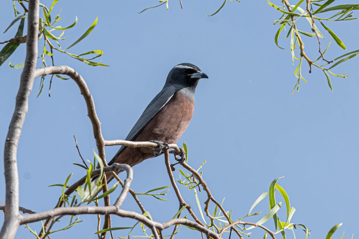 White-browed Woodswallow - ML644633716