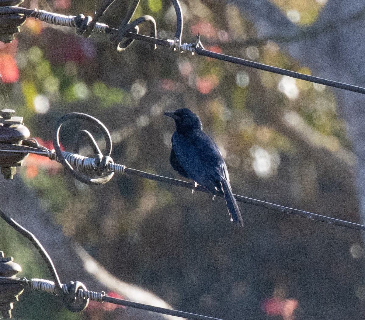 Red-winged Starling - ML644633717