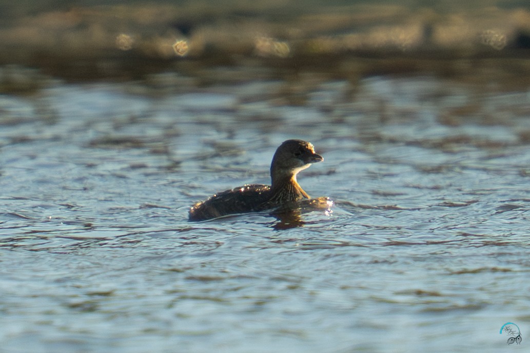 Bindentaucher - ML644633722