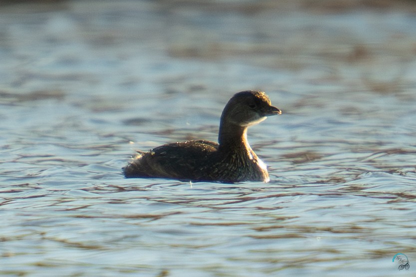 Bindentaucher - ML644633723