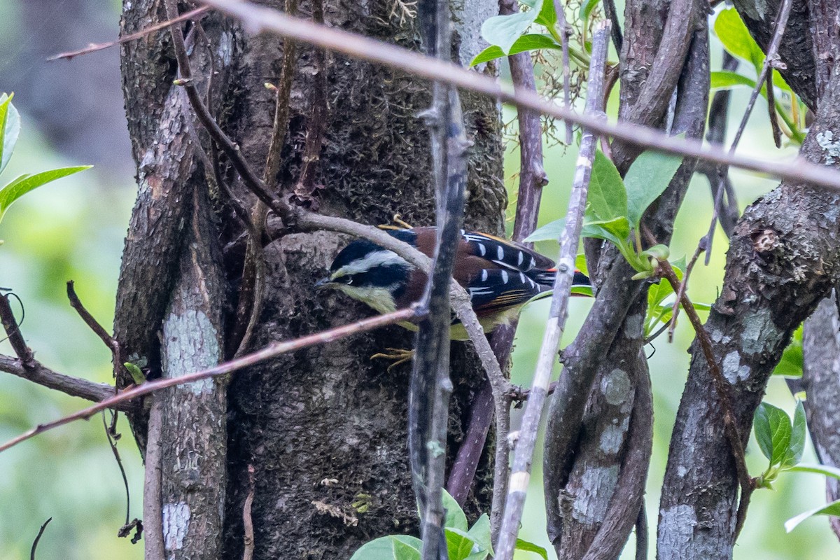 Краснохвостая минла - ML644633724