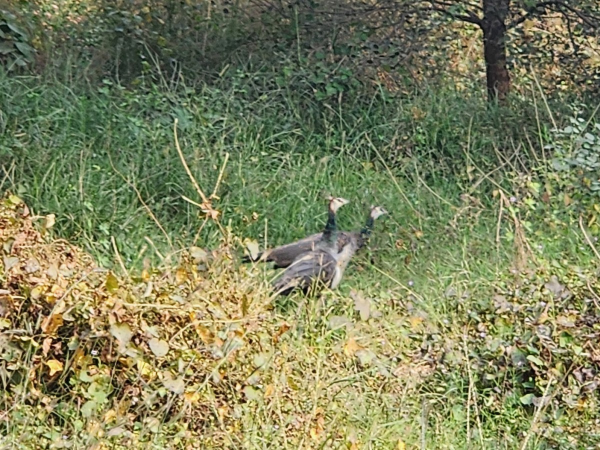 Indian Peafowl - ML644633734