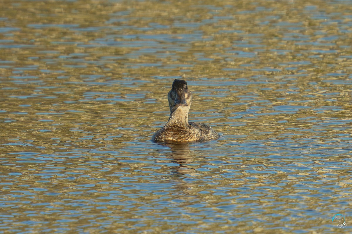 Amerika Dikkuyruğu - ML644633735