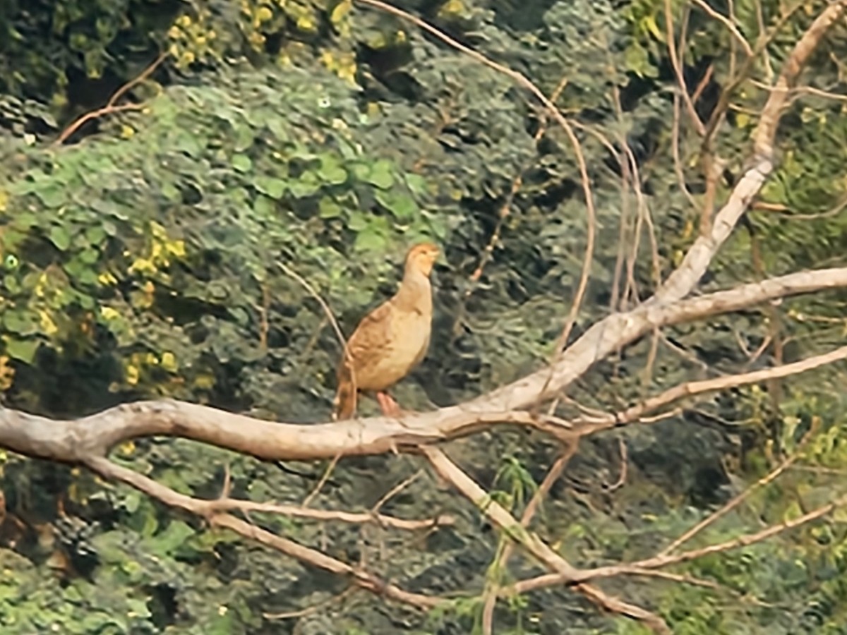 Gray Francolin - ML644633739