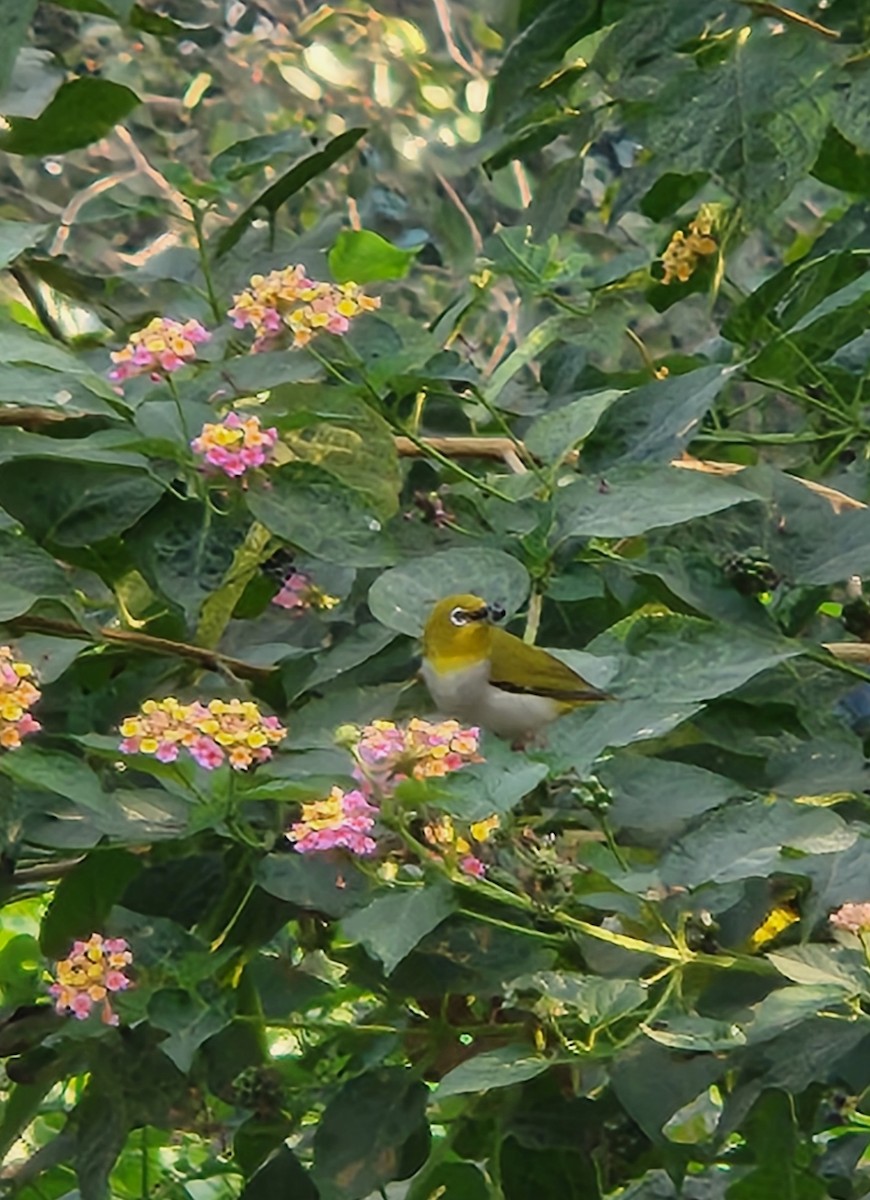 Indian White-eye - ML644633743