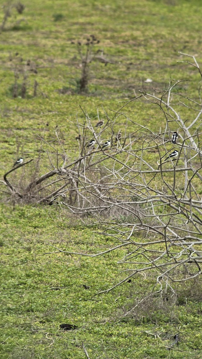 White-winged Triller - ML644633744