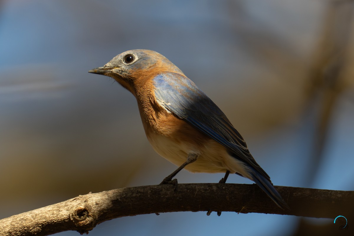 Eastern Bluebird - ML644633760