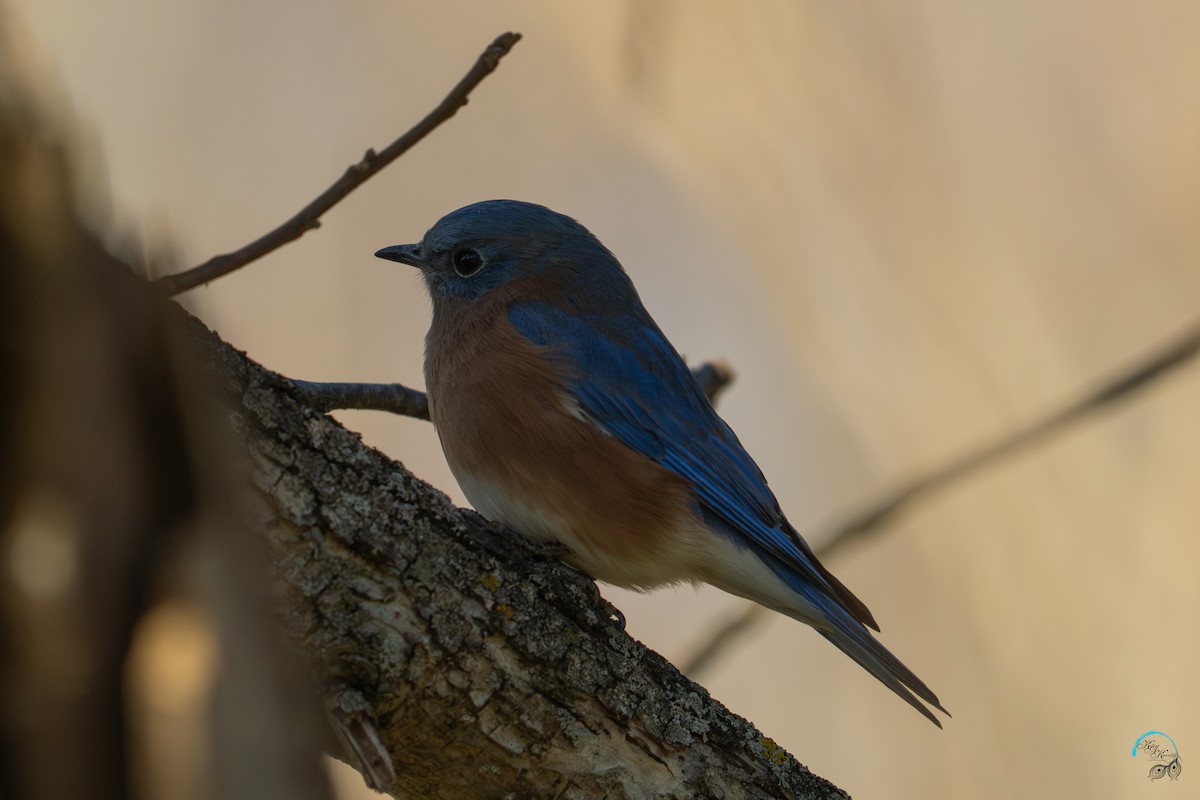 Eastern Bluebird - ML644633761
