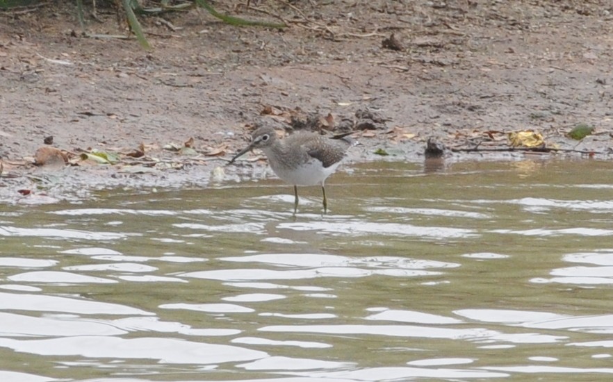Solitary Sandpiper - ML644633766