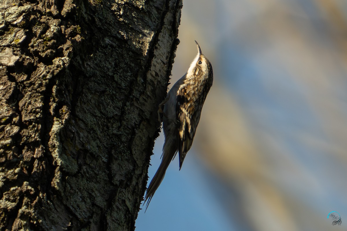 Brown Creeper - ML644633769