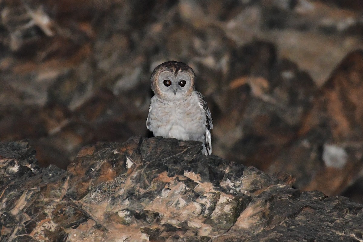 Desert Owl - ML644633778