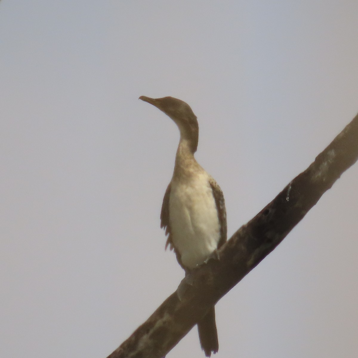 Reed Cormorant - ML644633781