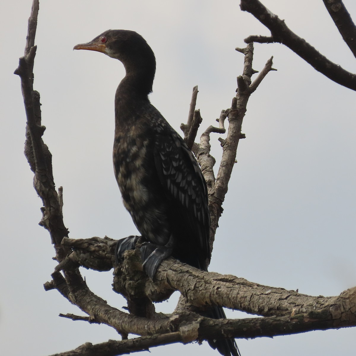 Reed Cormorant - ML644633786