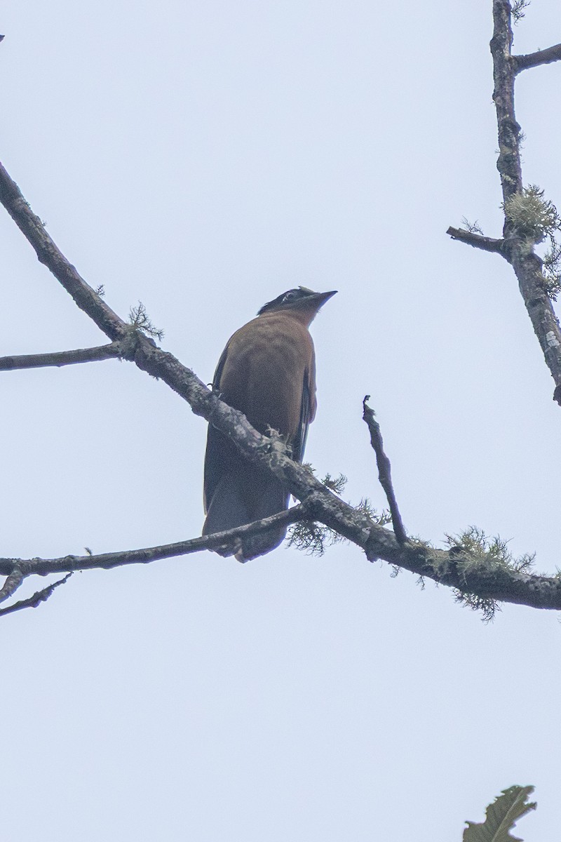 drozdovec purpurový - ML644633795