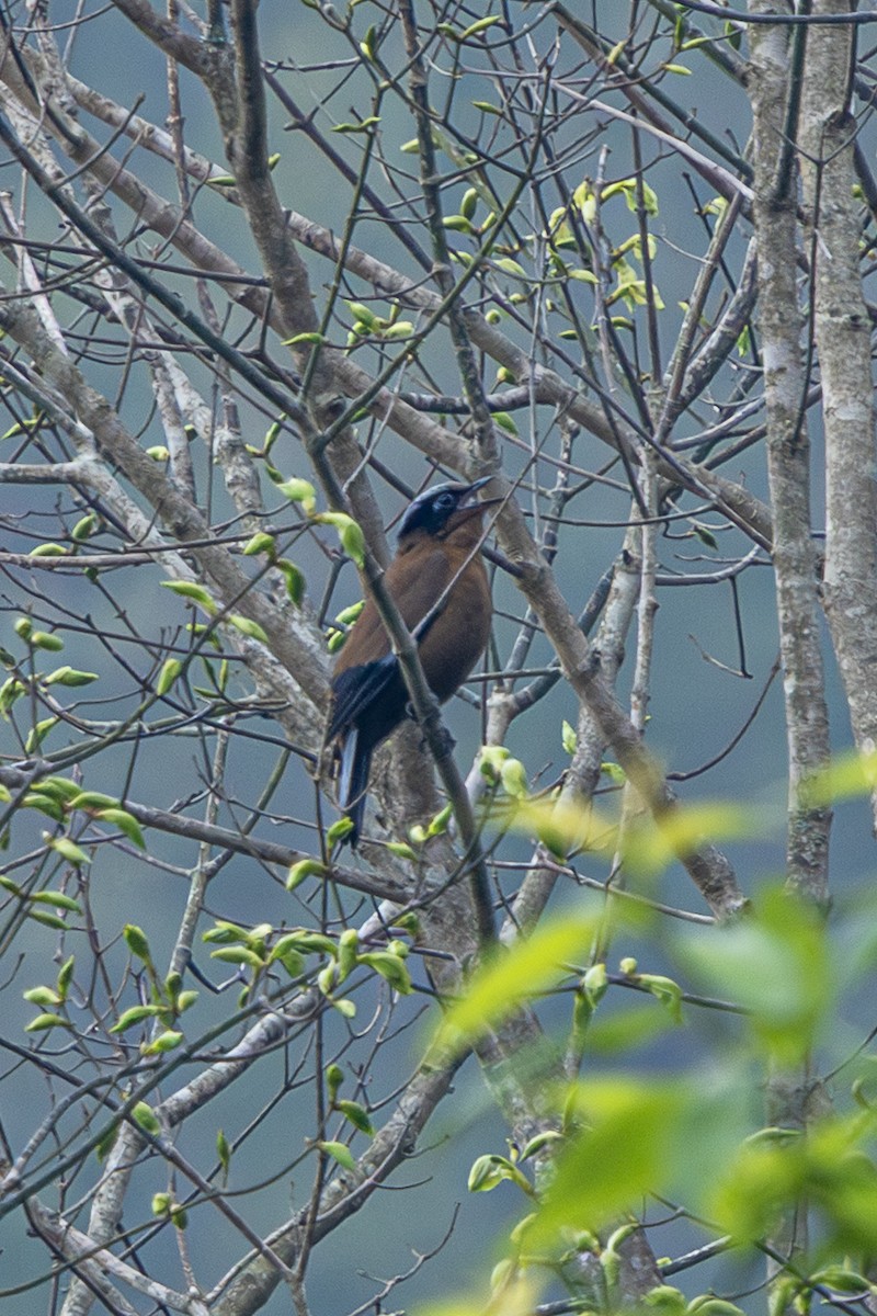 drozdovec purpurový - ML644633796