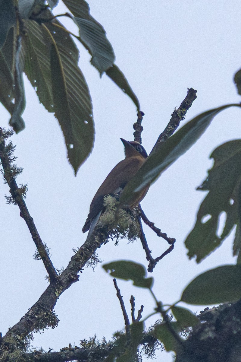 drozdovec purpurový - ML644633797