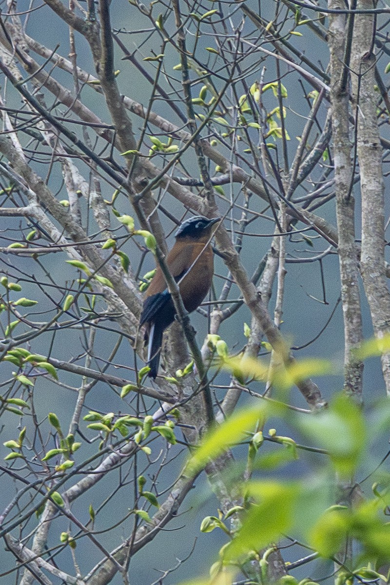 drozdovec purpurový - ML644633798