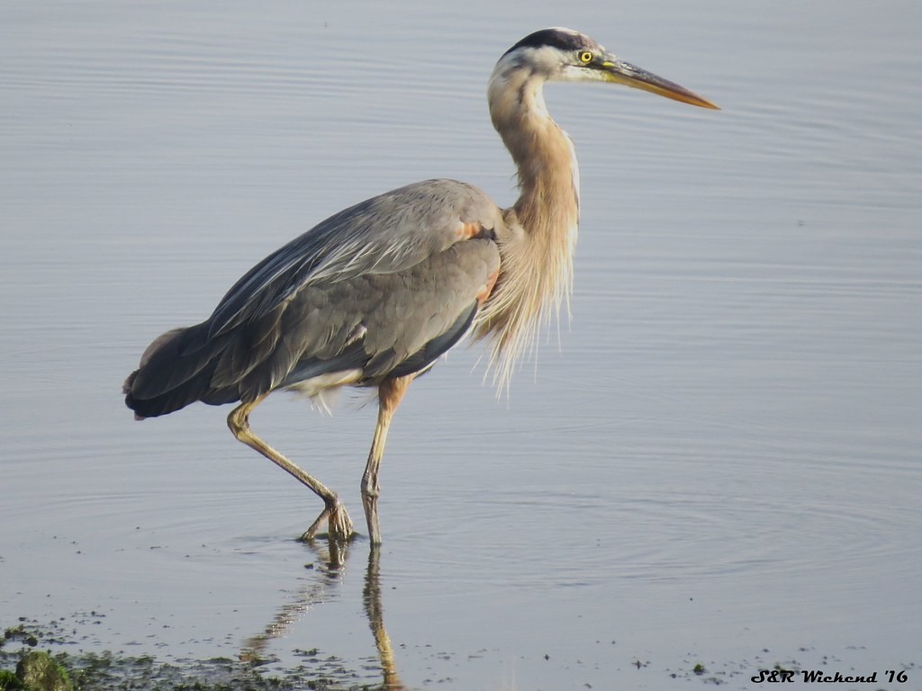 herodiashegre - ML644633816