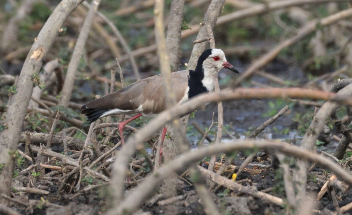 Long-toed Lapwing - ML644633817