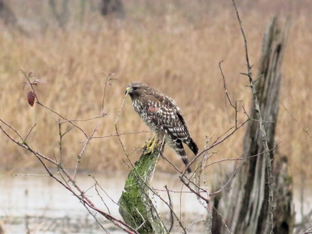 Red-shouldered Hawk (elegans) - ML644633819