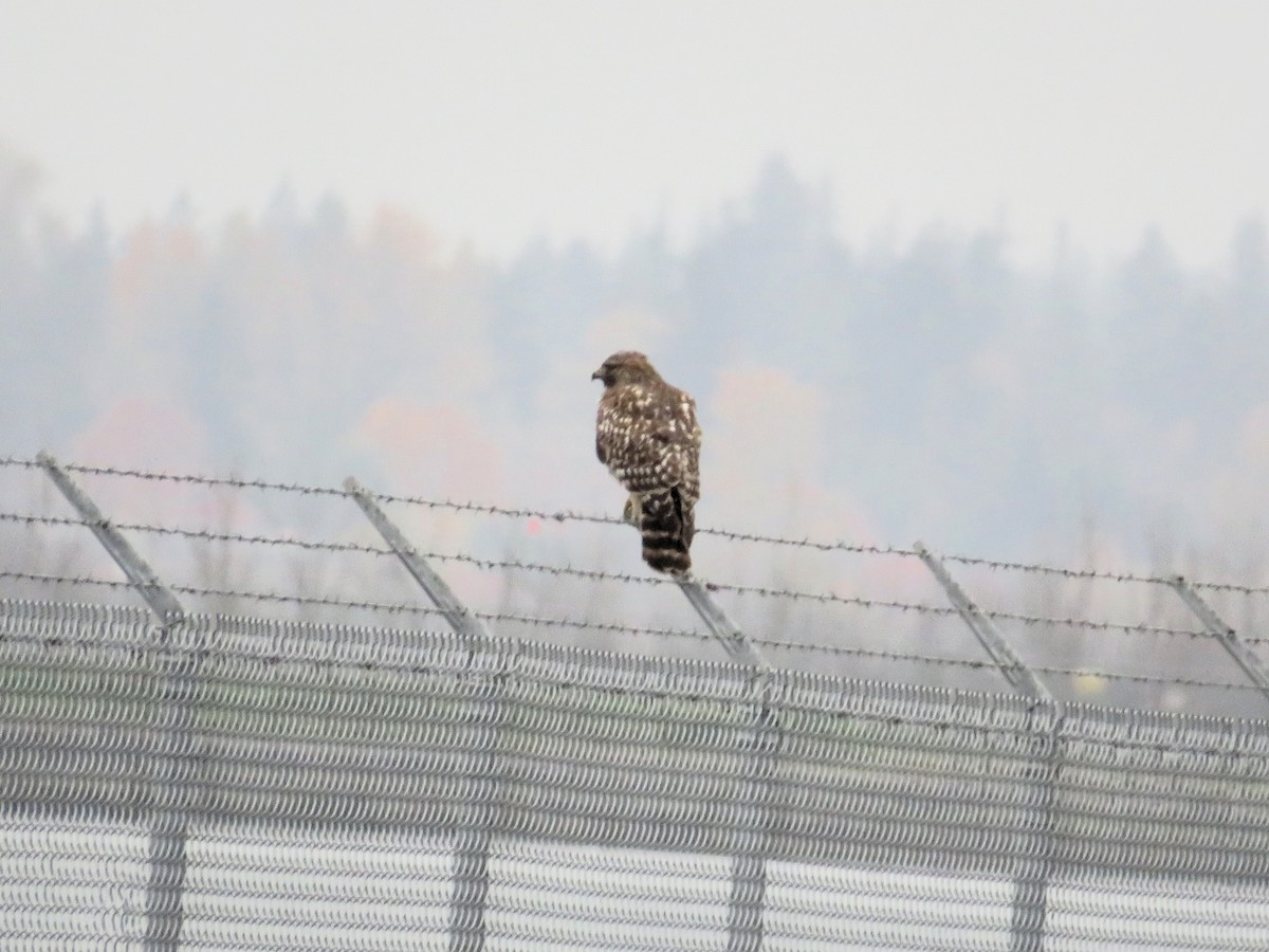 Red-shouldered Hawk (elegans) - ML644633820