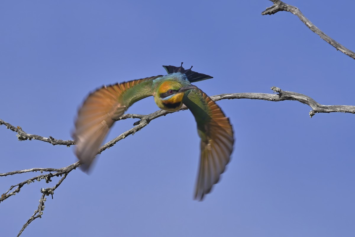 Regenbogenspint - ML644633823