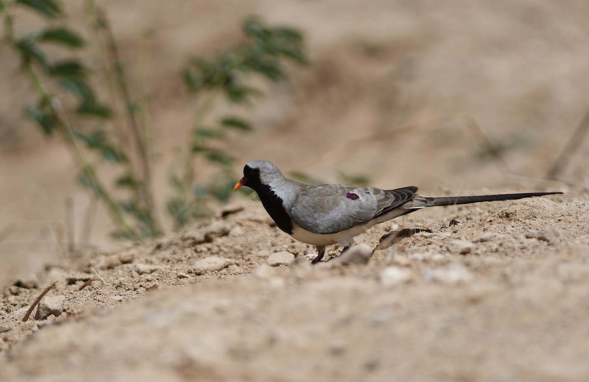 Namaqua Dove - ML644633824