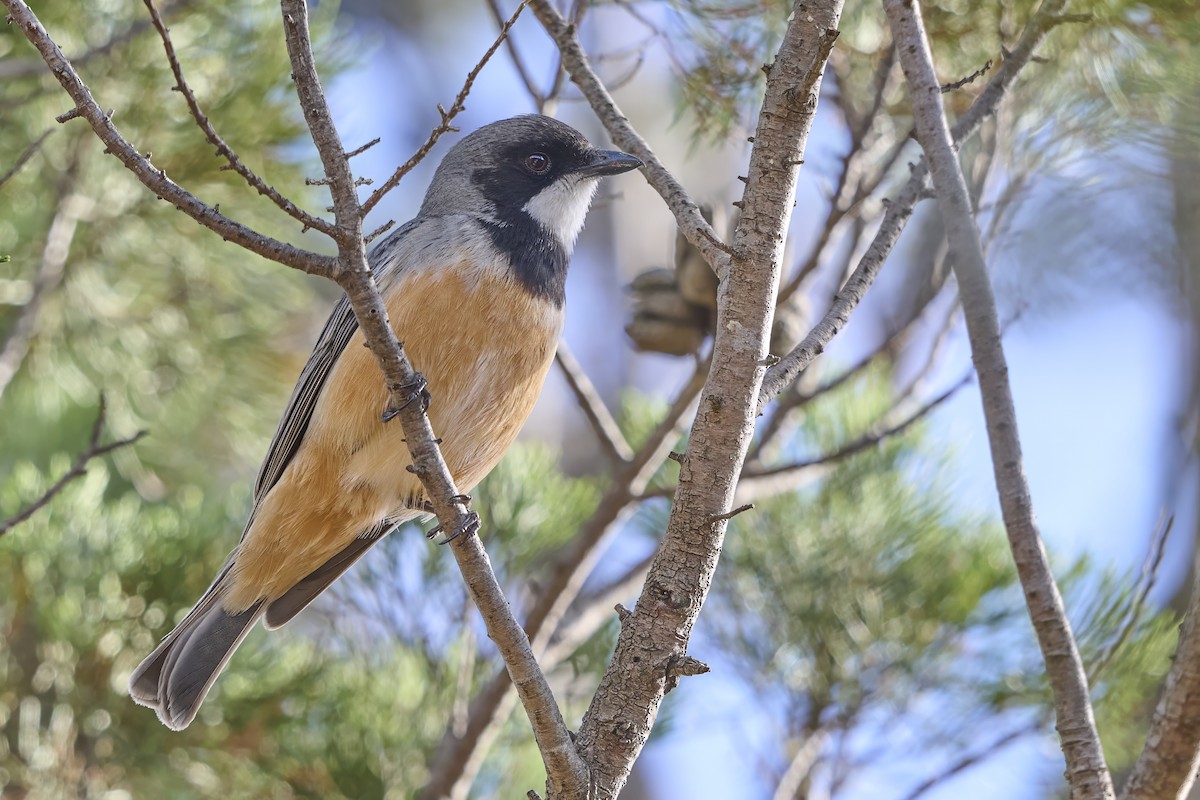 Rufous Whistler - ML644633826