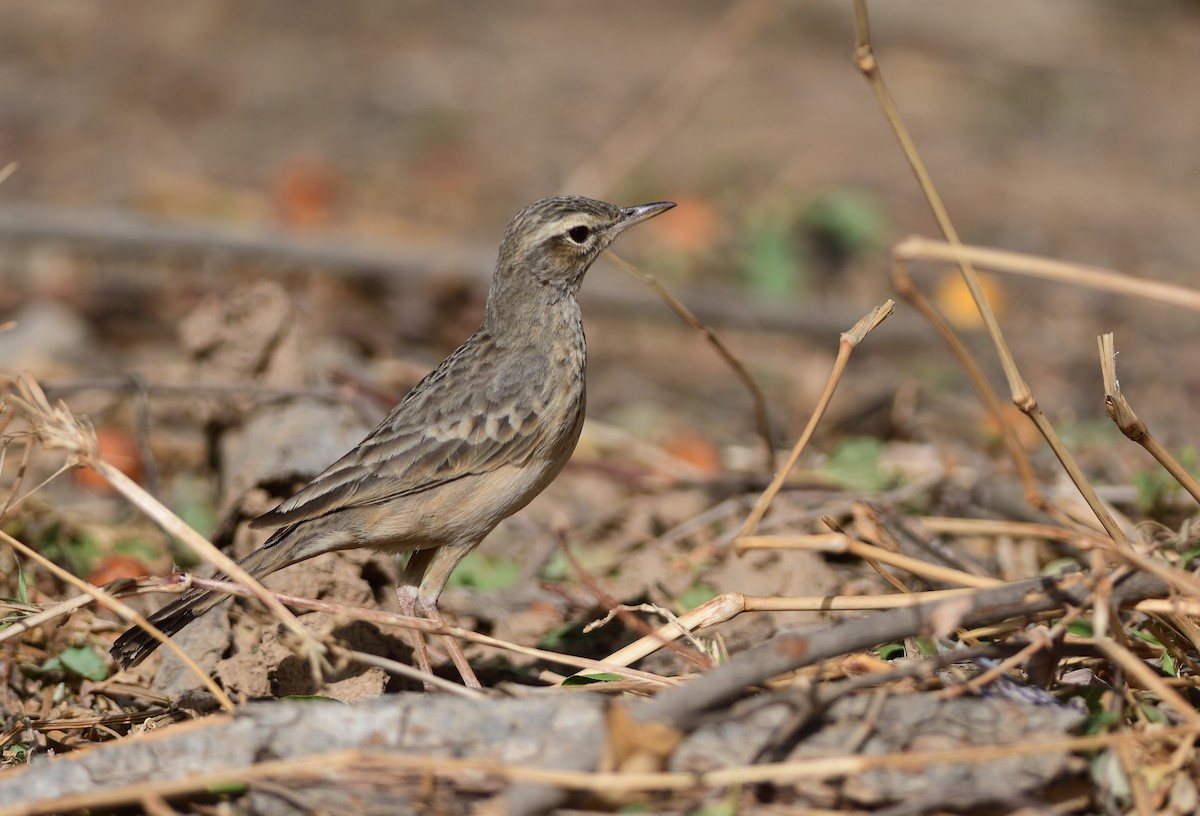 ハシナガビンズイ - ML644633827