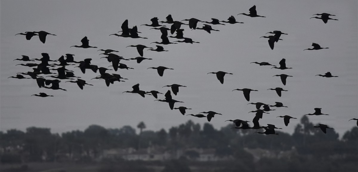White-faced Ibis - ML644633828