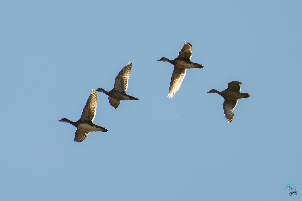 kachnička karolínská - ML644633829