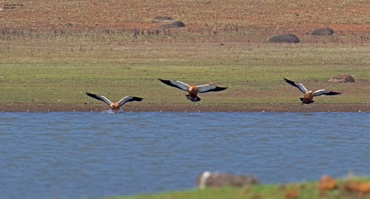 rustand - ML644633830