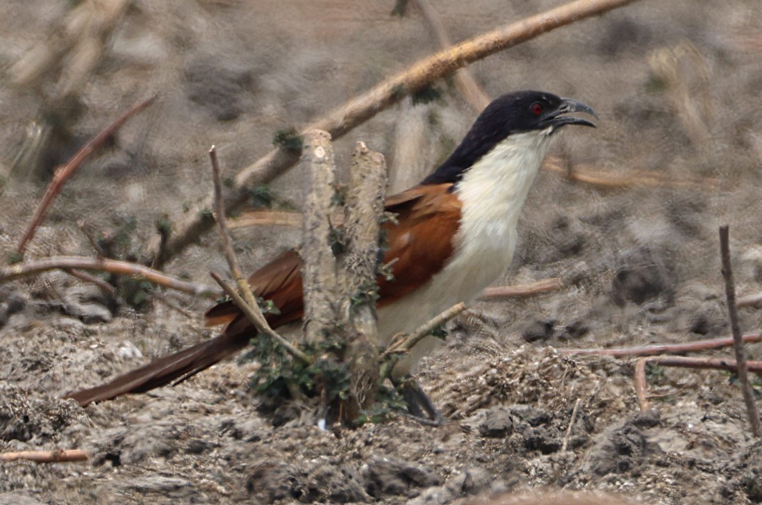 kobberstjertsporegjøk - ML644633835