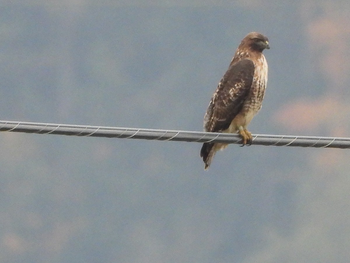 Red-tailed Hawk - ML644633841