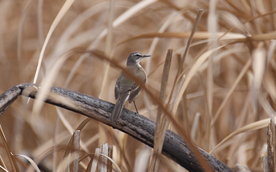 Cape Wagtail - ML644633842