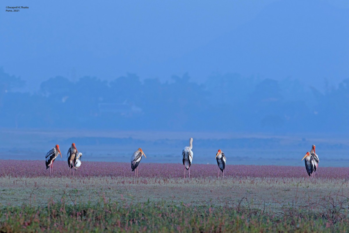 Painted Stork - ML644633843