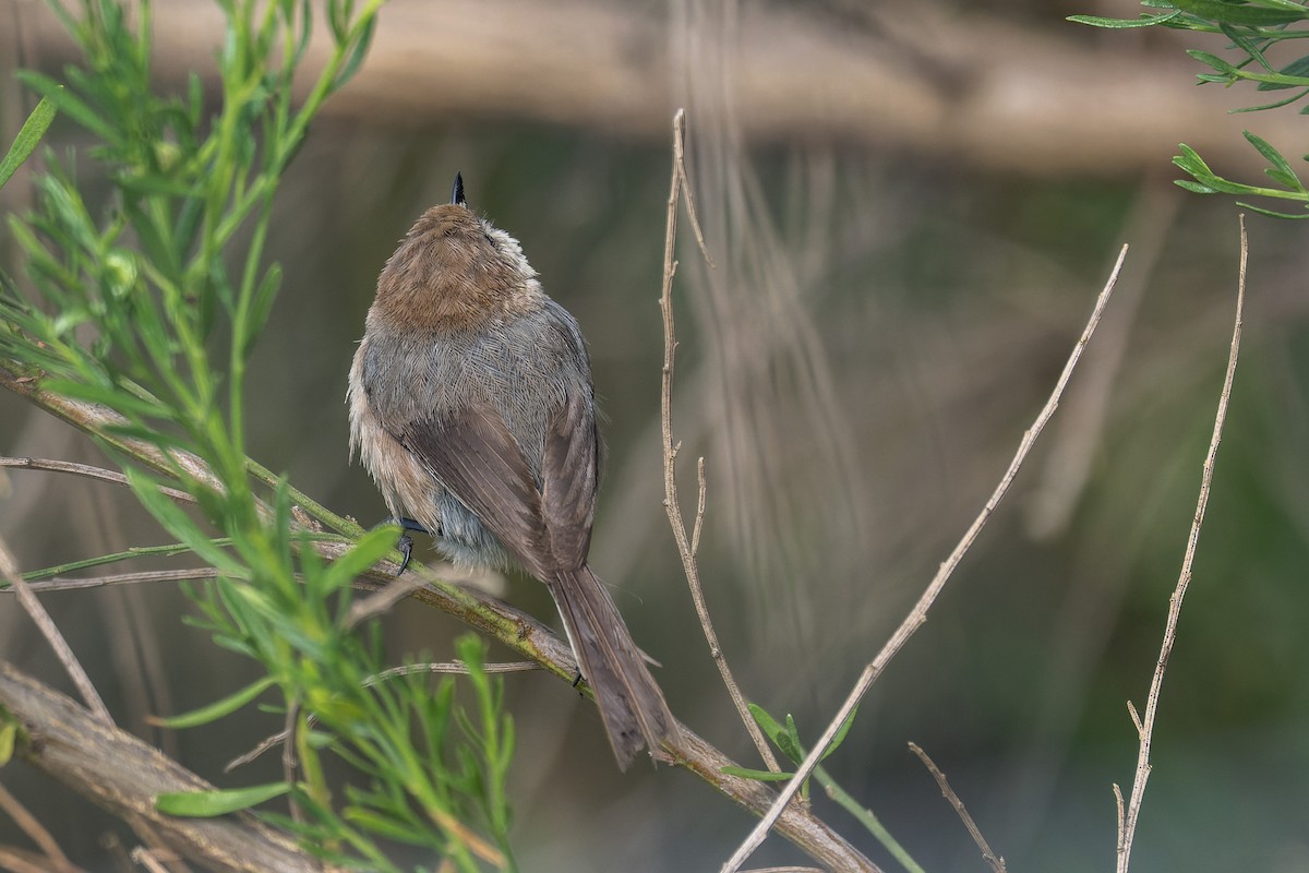 mlynařík americký - ML644633845