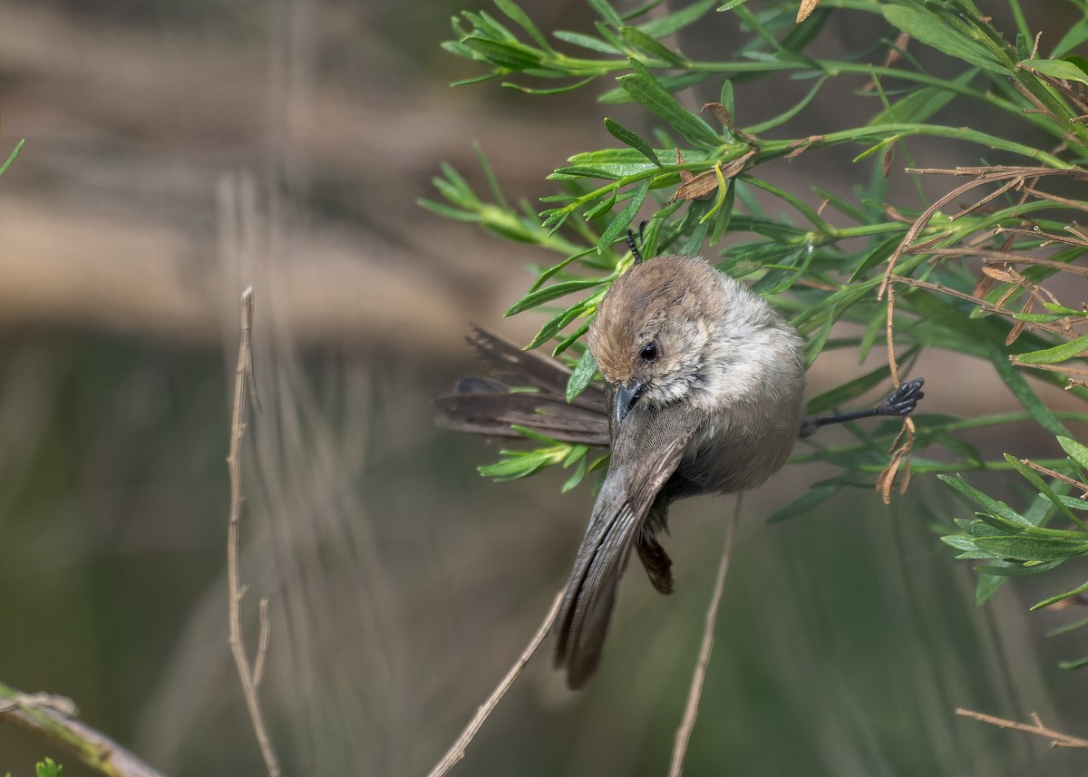 mlynařík americký - ML644633846