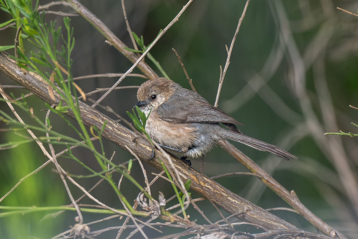 mlynařík americký - ML644633847