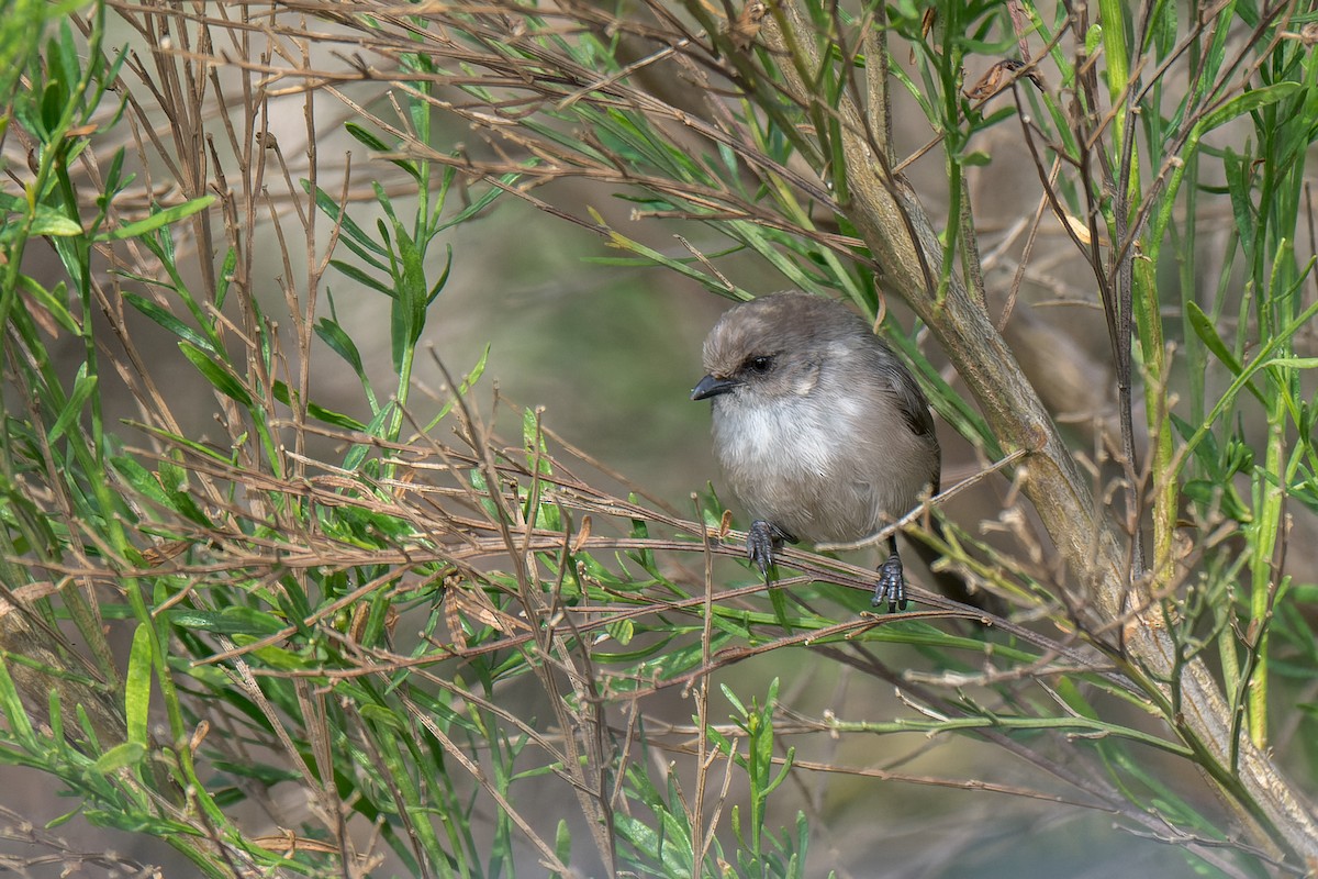 mlynařík americký - ML644633848