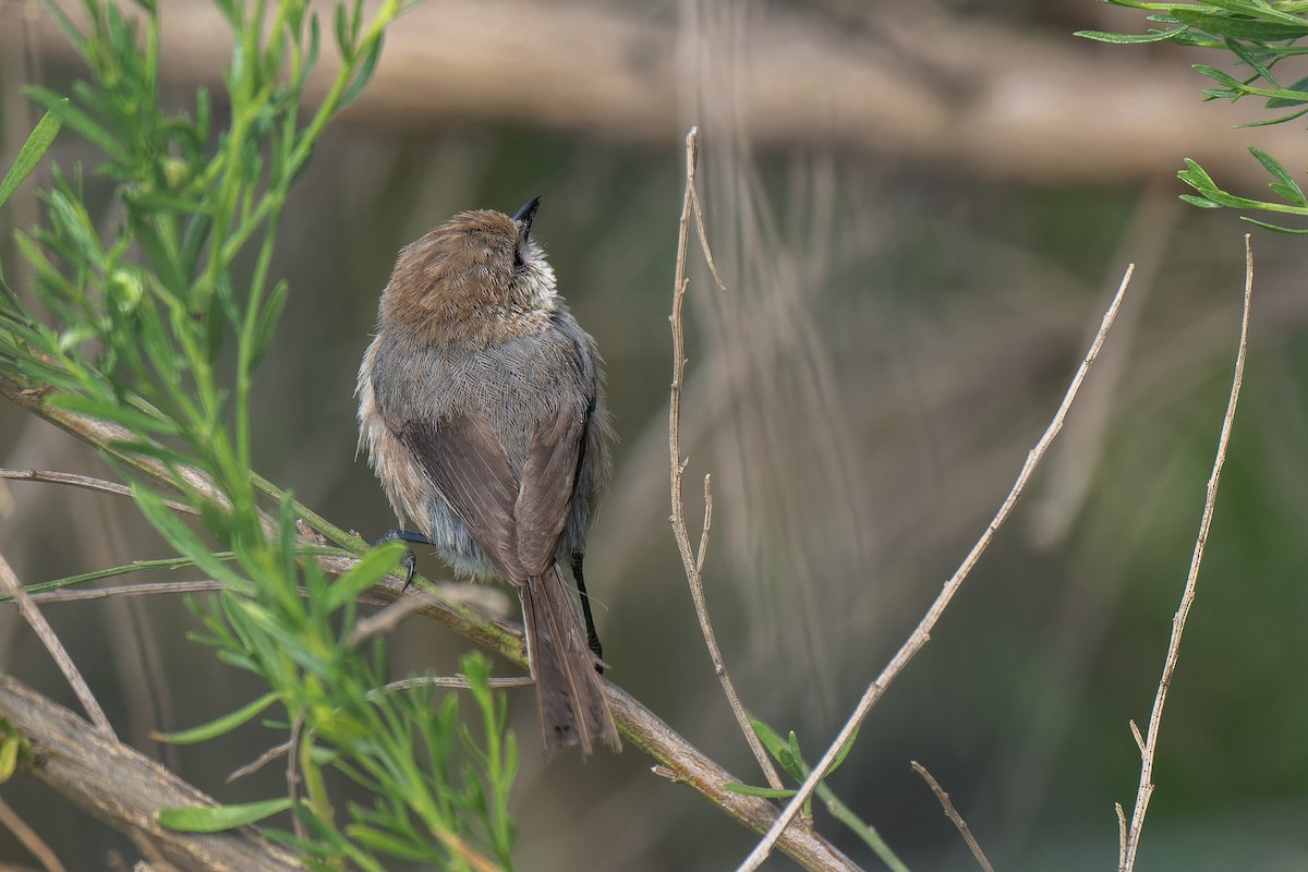 mlynařík americký - ML644633849