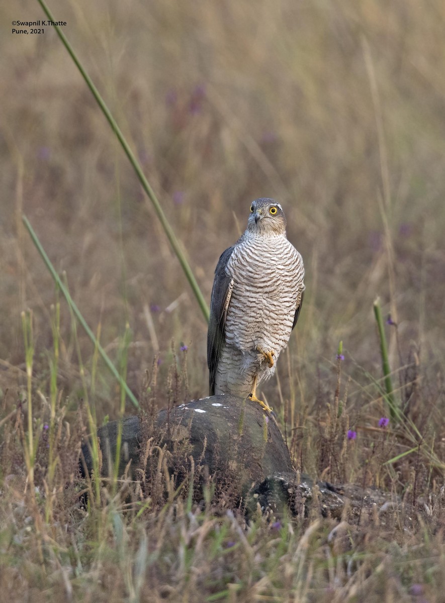 Перепелятник - ML644633851