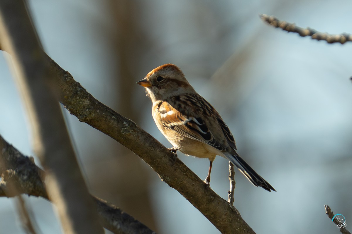 Hudson Körfezi Serçesi - ML644633863