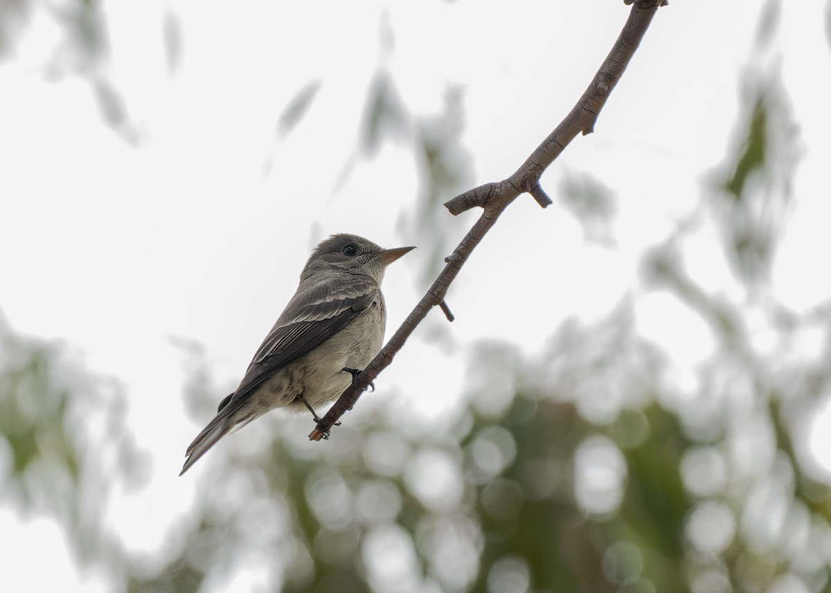 Pioui de l'Ouest - ML644633864