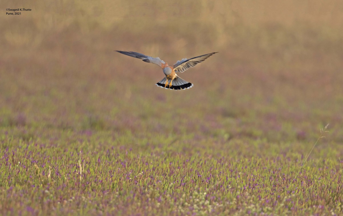 Lesser Kestrel - ML644633865