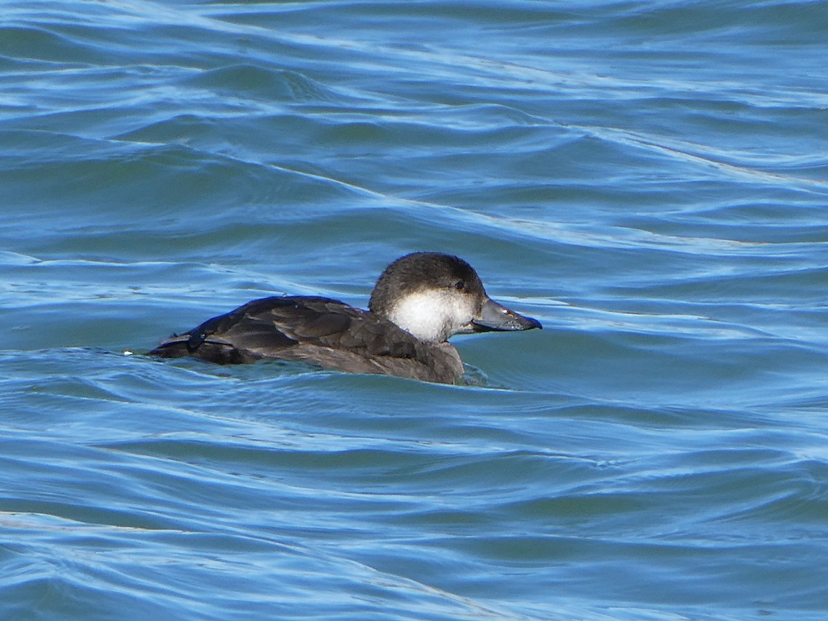 turpan žlutozobý - ML644633866