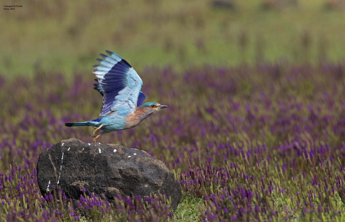 Indian Roller - ML644633867