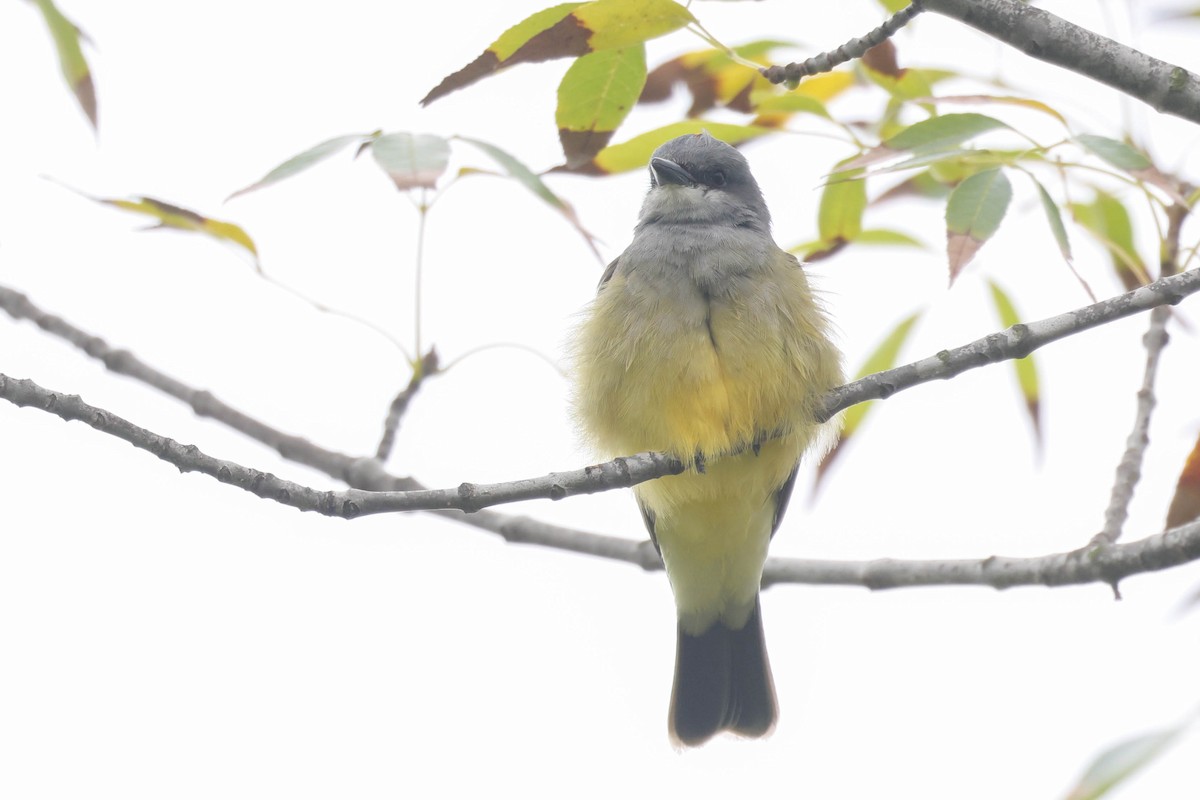 Cassin's Kingbird - ML644633869